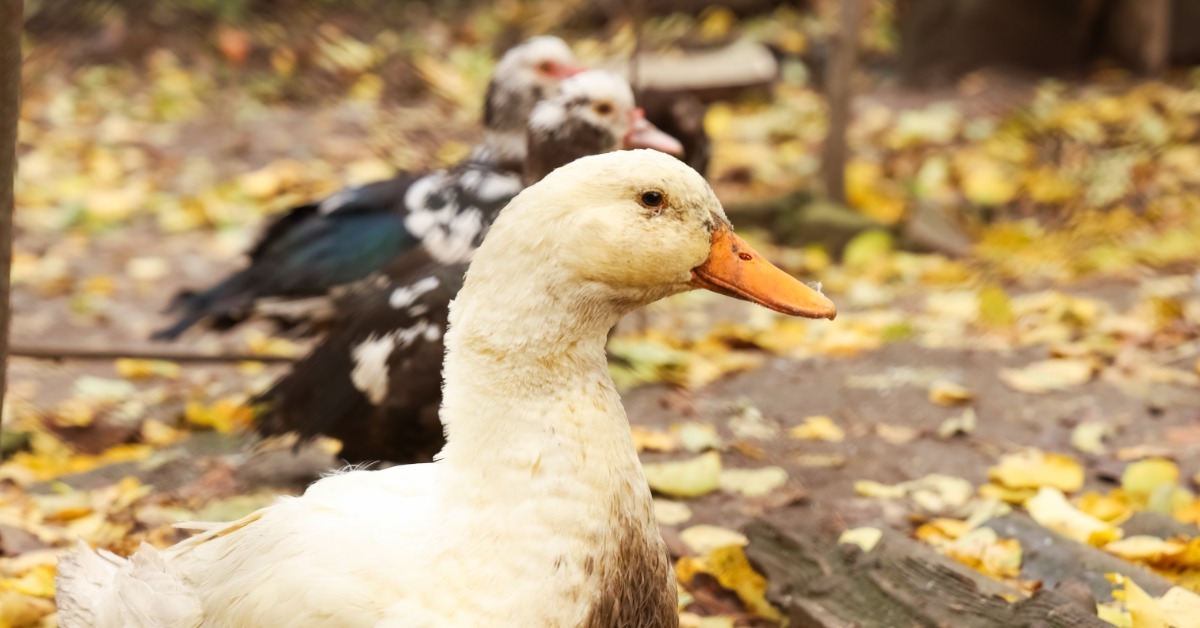 Several ducks walking through fallen brown leaves on grass with blurred trees and autumn colors behind them.