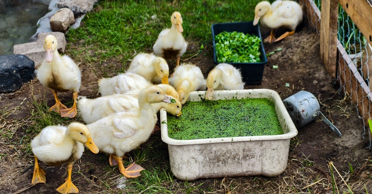 Small yellow ducklings gathered around plastic containers filled with green feed next to a fence outside.